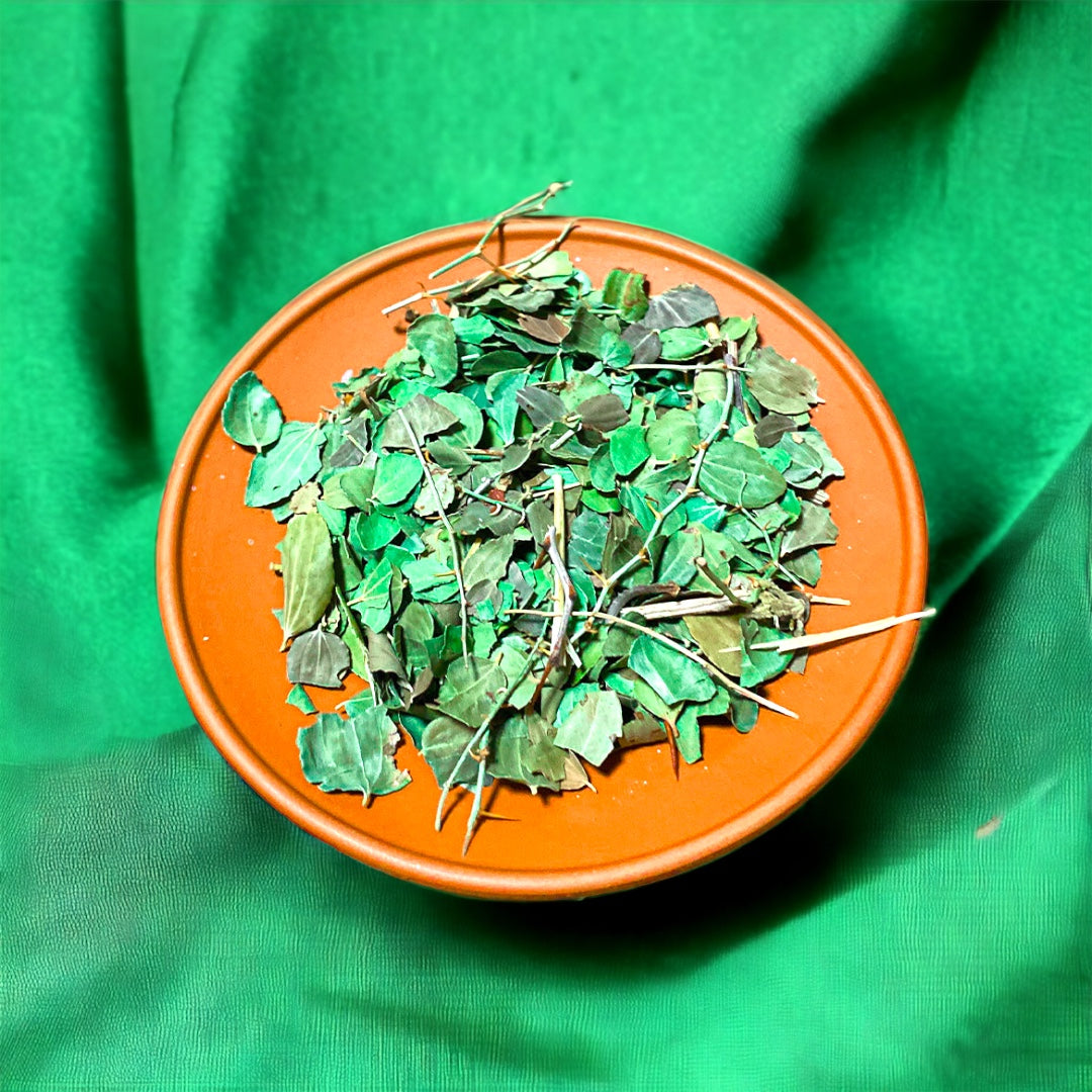 Sidr Blaetter Ziziphus aus Somalia und Marokko 70 g