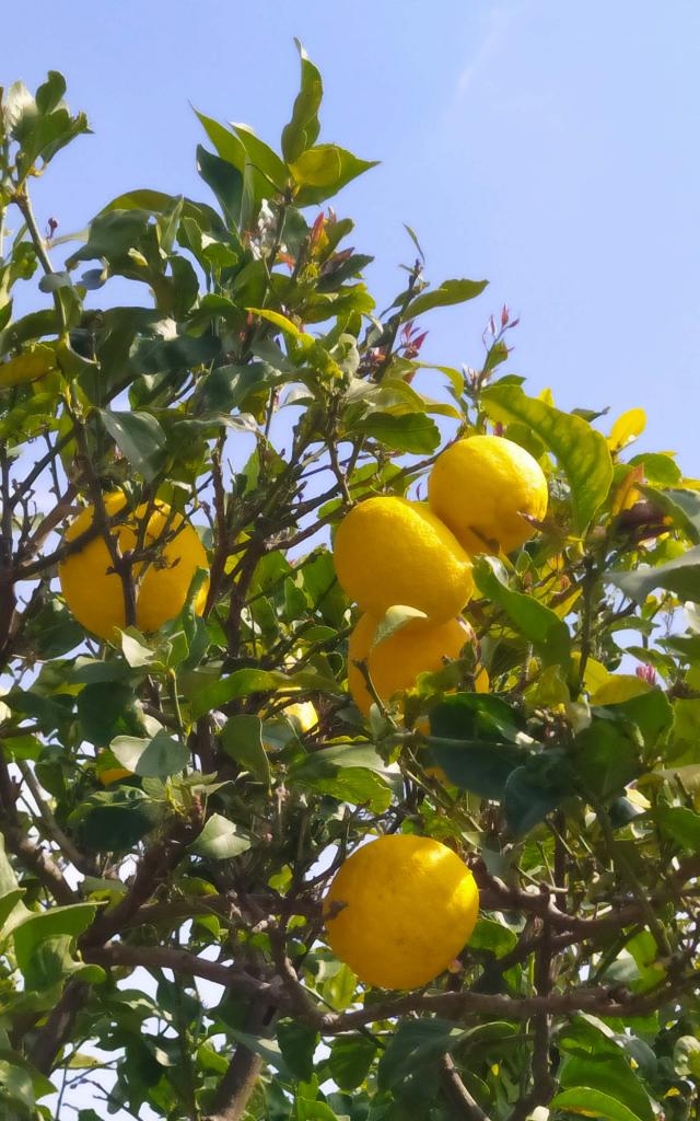 Natur Marmelade ohne Zuckerzusatz in drei Sorten