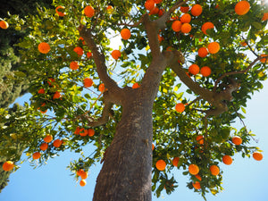 Natur Marmelade, ohne Zuckerzusatz, ungespritzt – Qualitätsmerkmale im Detail Bio