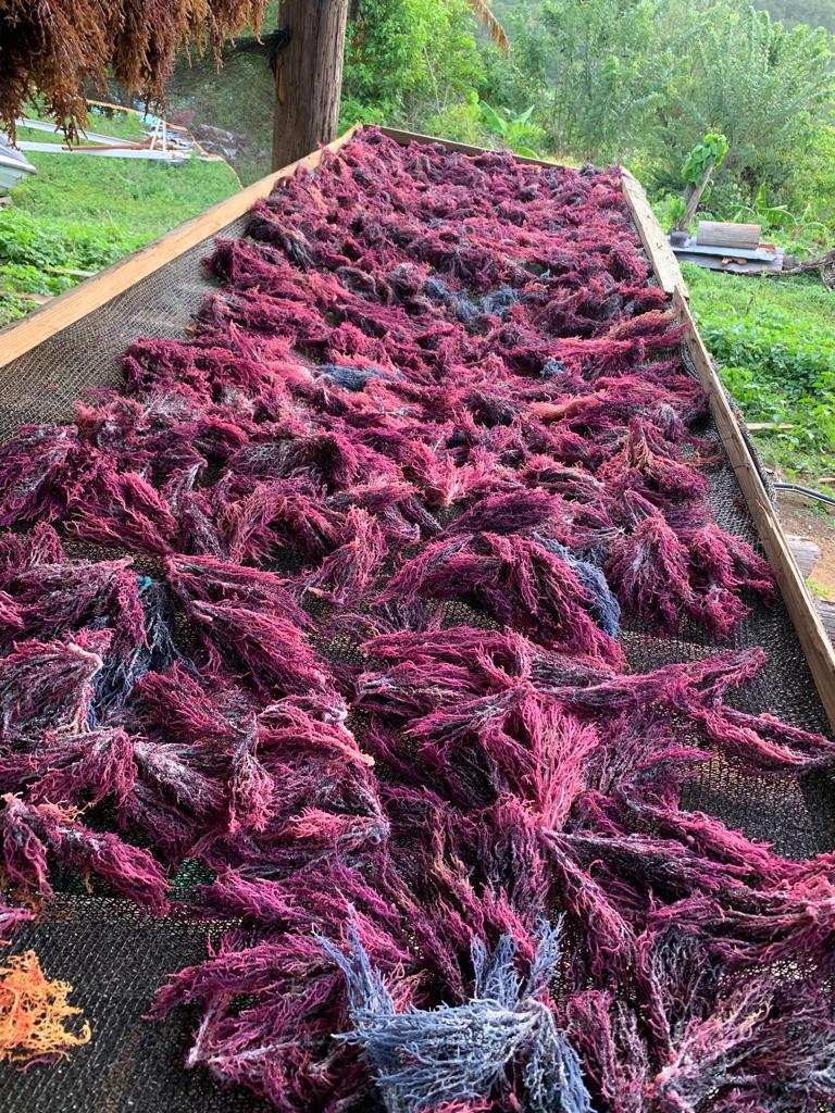 Sea Moss Golden, Mixed & Purple - Wildwuchs